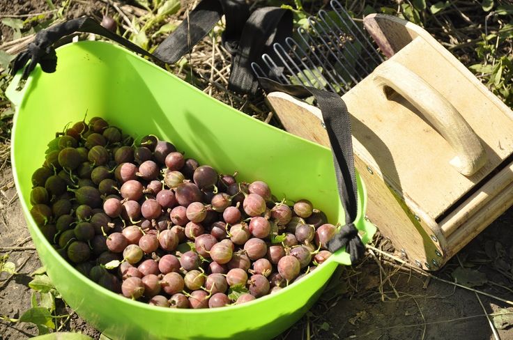 When do gooseberries ripen in the Moscow region and how to determine the ripeness of the berries