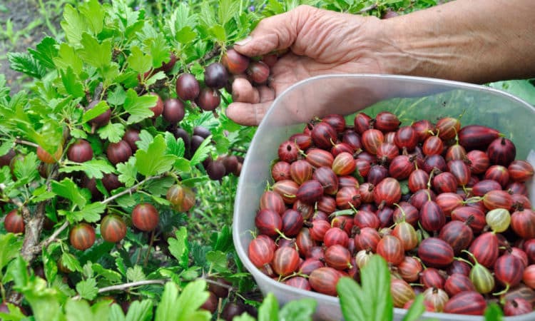 Kailan naghihinog ang mga gooseberry sa rehiyon ng Moscow at kung paano matukoy ang pagkahinog ng mga berry