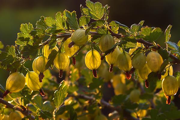 Quando matura l'uva spina nella regione di Mosca e come determinare la maturazione delle bacche