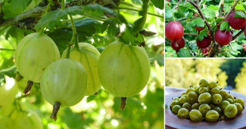 When do gooseberries ripen in the Moscow region and how to determine the ripeness of the berries