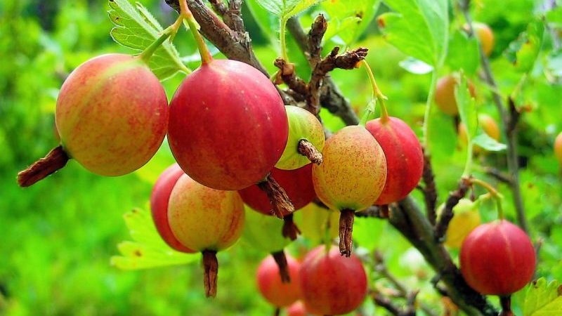 Kad Maskavas apgabalā nogatavojas ērkšķogas un kā noteikt ogu gatavību