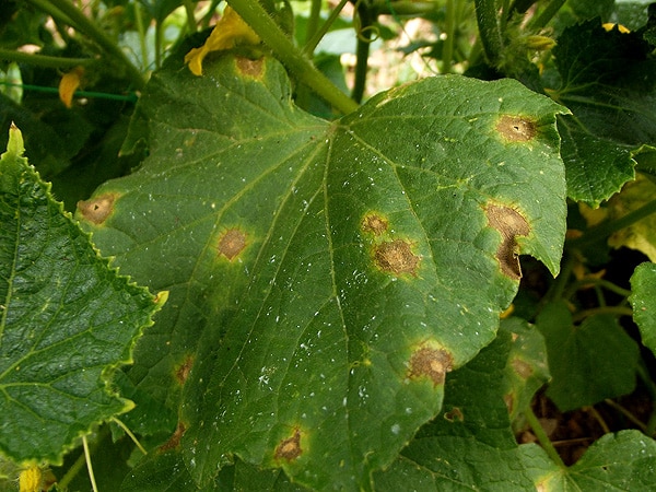 Pourquoi des taches brunes apparaissent sur les feuilles de concombre et que faire pour s'en débarrasser