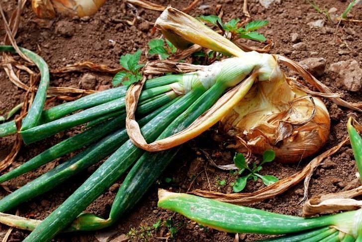 Was tun, wenn Zwiebeln im Garten verfaulen und warum das passiert?