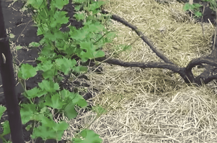 Guide d'entretien du raisin en août et conseils de vignerons expérimentés