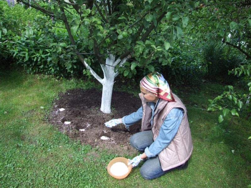 De tuin correct bemesten: hoe je een appelboom in juli voedt voor een goede oogst