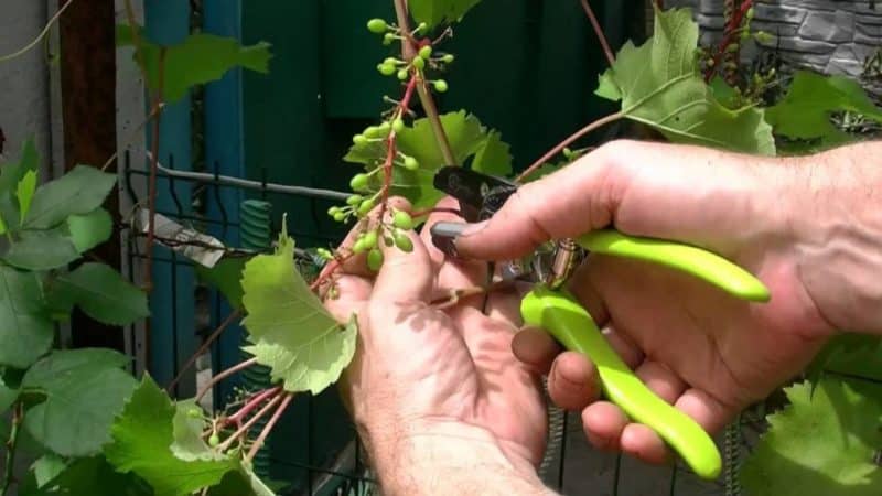 Je li moguće ubrzati sazrijevanje grožđa u kolovozu i kako to učiniti