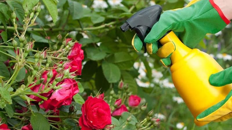 Com i què alimentar les roses al juliol per a una floració exuberant