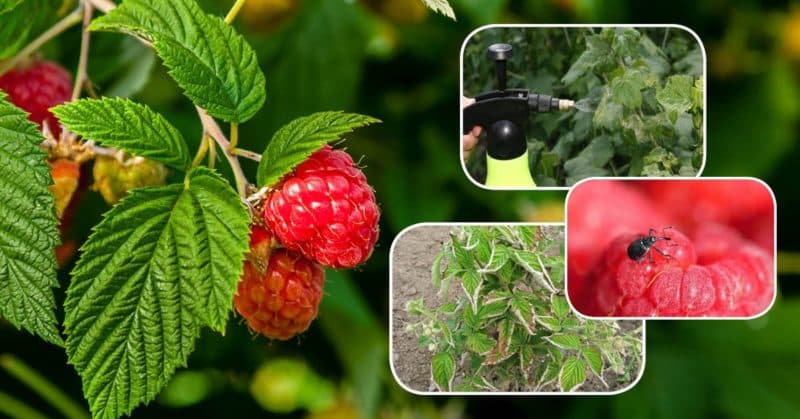 Mga tagubilin para sa pagpapagamot ng mga raspberry sa tag-araw laban sa mga sakit at peste