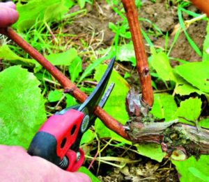 Quels soins pour les raisins sont nécessaires en juin et comment les réaliser correctement