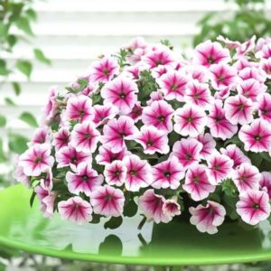 Características de las petunias en cascada y sus ventajas sobre otras especies.