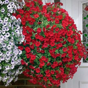 Mga tampok ng cascading petunias at ang kanilang mga pakinabang sa iba pang mga species