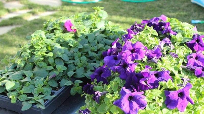 Características de las petunias en cascada y sus ventajas sobre otras especies.