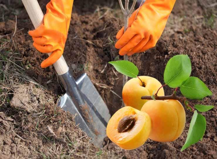 Trin-for-trin instruktioner til at genplante abrikoser selv om sommeren