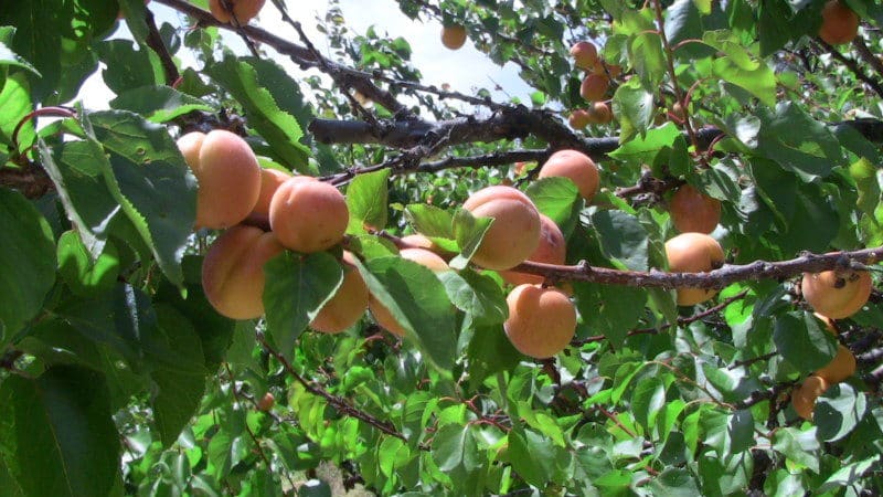 Instruccions pas a pas per replantar albercocs a l'estiu