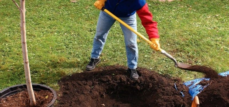 Trin-for-trin instruktioner til at genplante abrikoser selv om sommeren