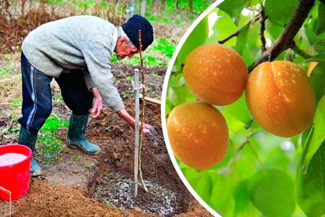 Step-by-step instructions for replanting apricots yourself in the summer