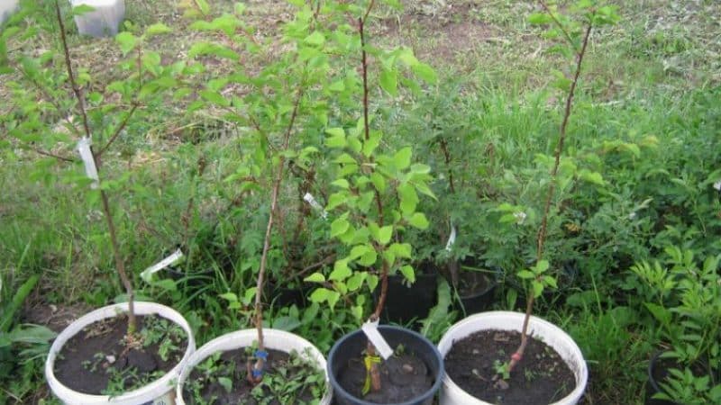 Instruccions pas a pas per replantar albercocs a l'estiu