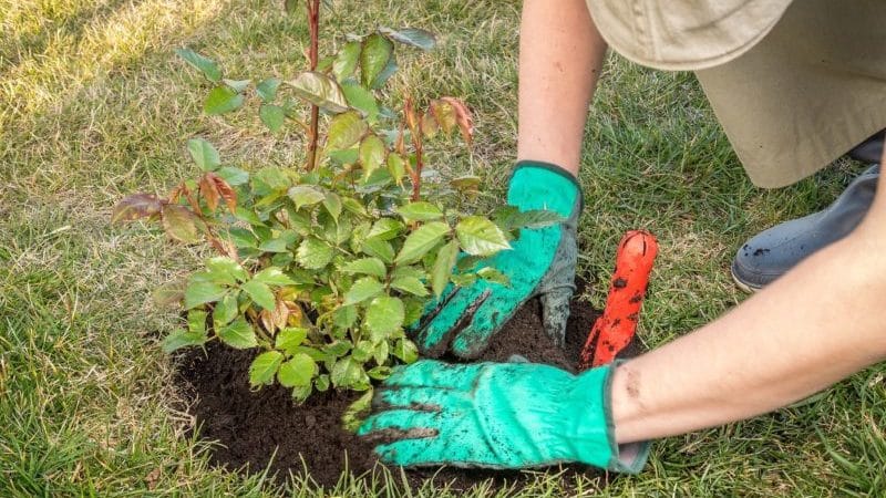 Išsiaiškiname, ar galima rožes atsodinti rugpjūtį ir išmoksime tai padaryti teisingai