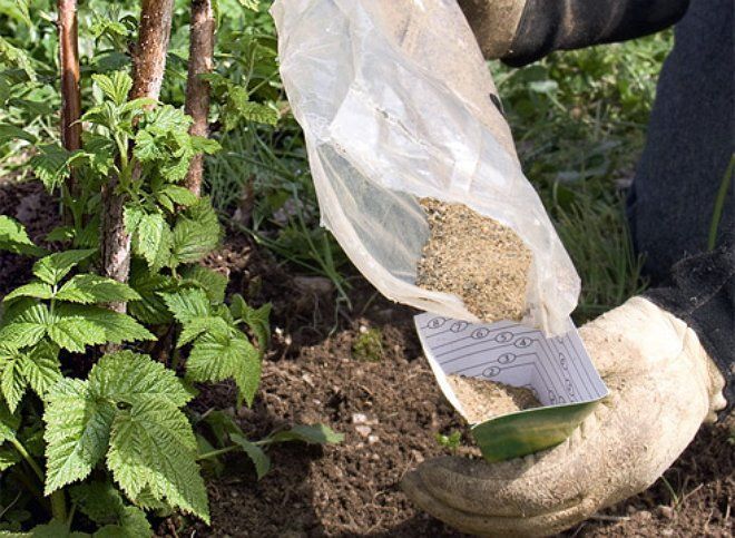 Cómo y con qué alimentar a las frambuesas remontantes en julio.