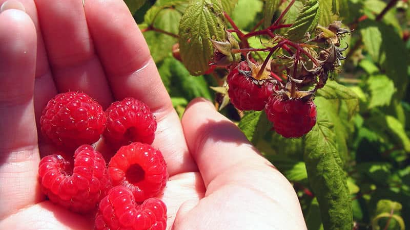 Kuinka ja mitä ruokkia remontantteja vadelmia heinäkuussa