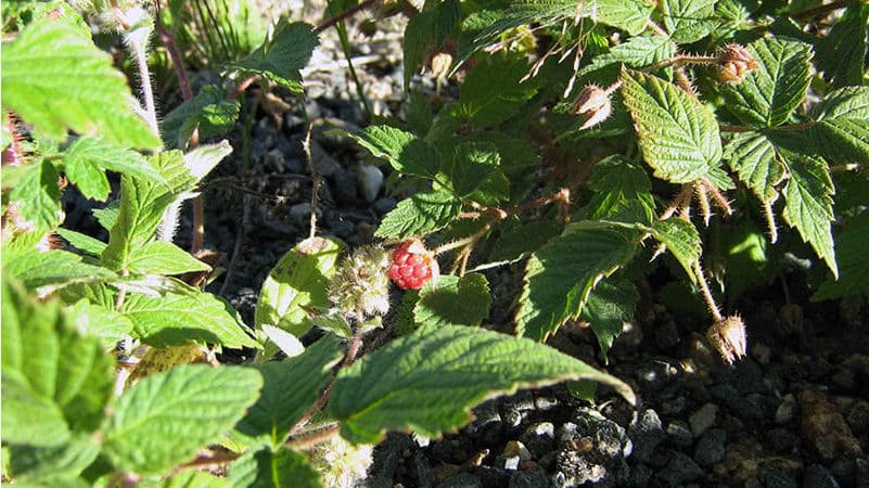 Kuinka ja mitä ruokkia remontantteja vadelmia heinäkuussa