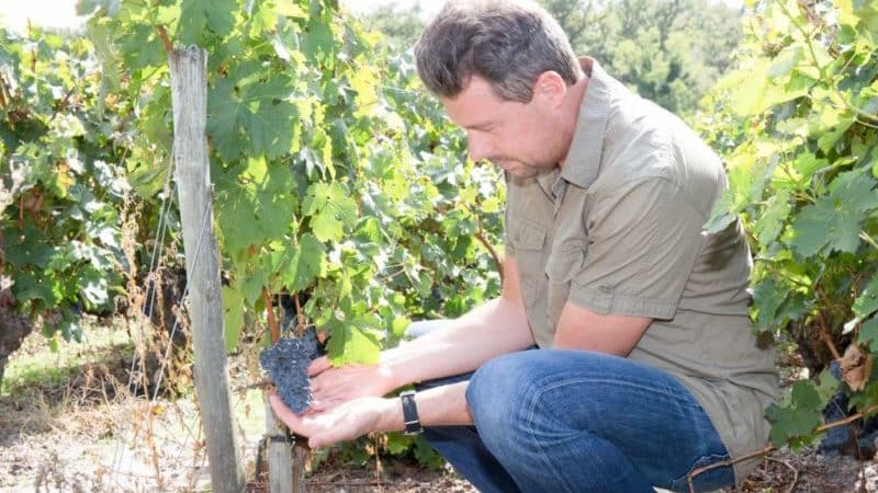 How and what to feed grapes in August: the best feedings and useful tips from winegrowers