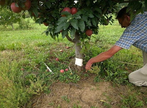 De tuin correct bemesten: hoe je een appelboom in juli voedt voor een goede oogst