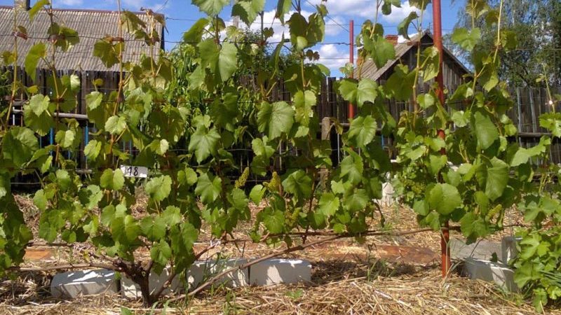 Quels soins pour les raisins sont nécessaires en juin et comment les réaliser correctement