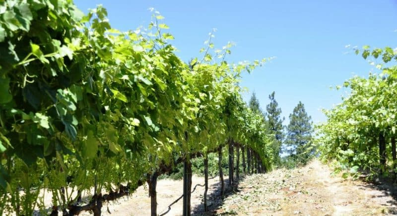 How to properly care for grapes in July: what to do, tips for beginning winegrowers