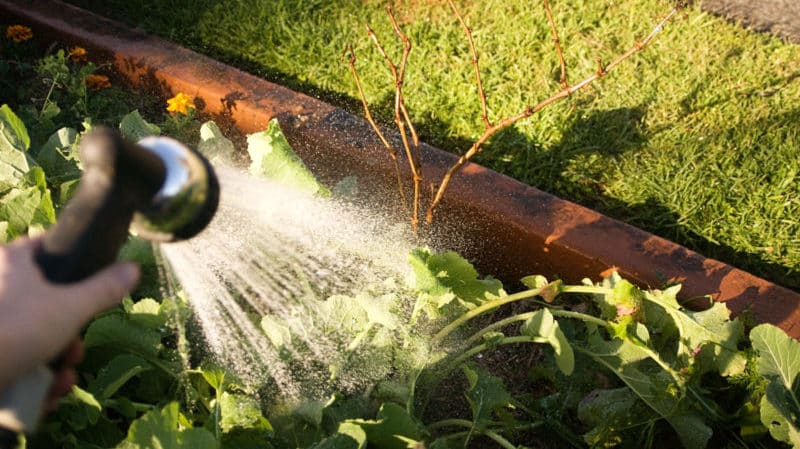 So pflegen Sie die Trauben im Juli richtig: Was zu tun ist, Tipps für Winzeranfänger