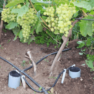 Guide to caring for grapes in August and advice from experienced winegrowers