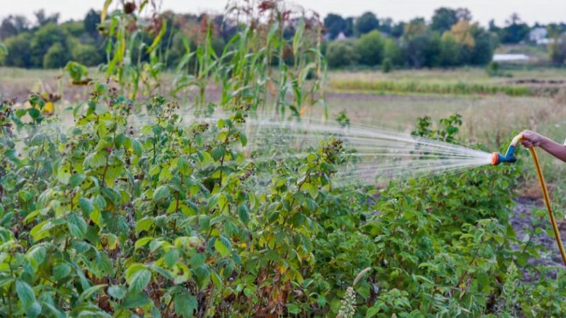 Leitfaden zur Pflege von Himbeeren nach der Ernte im Juli