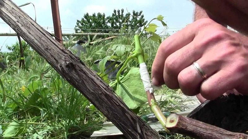 Instrucciones paso a paso para injertar uvas en agosto.