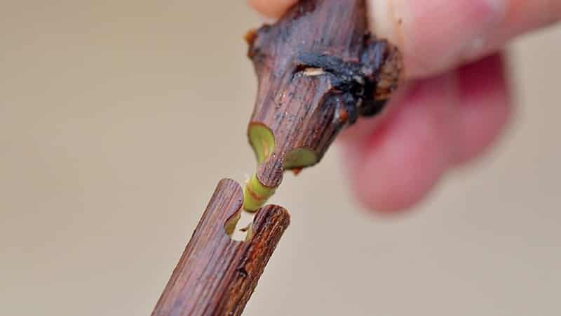 Step-by-step instructions for grafting grapes in August