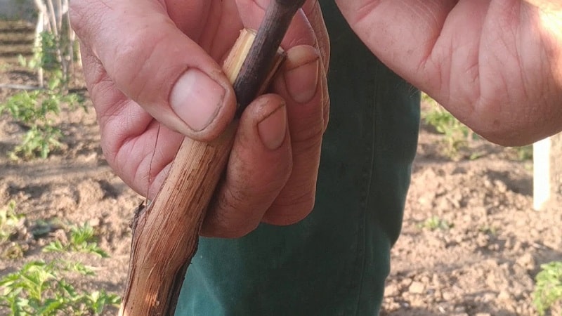 Step-by-step instructions for grafting grapes in August