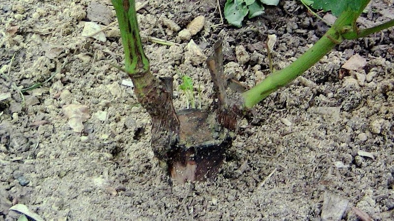 Step-by-step instructions for grafting grapes in August