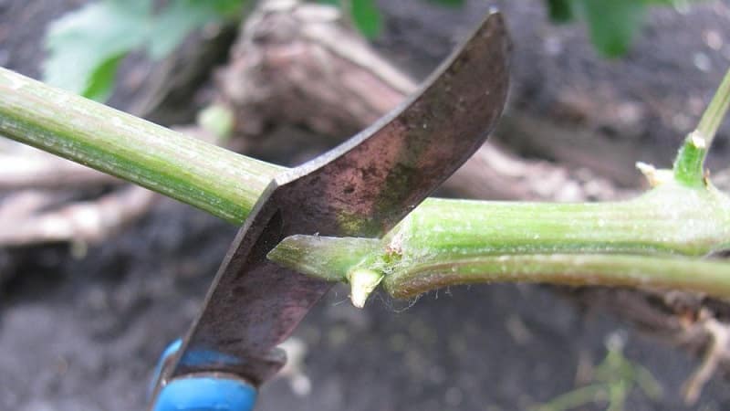 Un guide étape par étape sur la taille des raisins en été pour les vignerons débutants