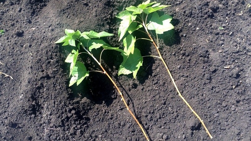 Wann und wie man rote Johannisbeeren vermehrt