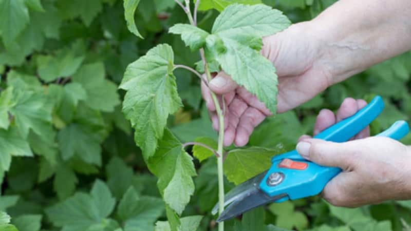 Eine Schritt-für-Schritt-Anleitung zur Vermehrung von Johannisbeeren aus Stecklingen im Sommer