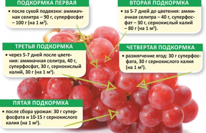 É possível acelerar o amadurecimento das uvas em agosto e como fazer