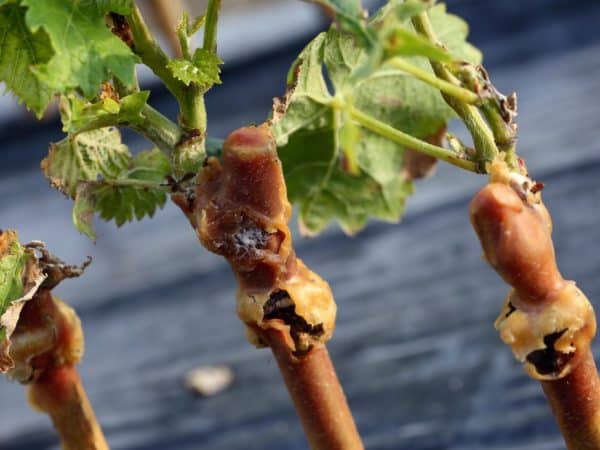 Quels soins pour les raisins sont nécessaires en juin et comment les réaliser correctement