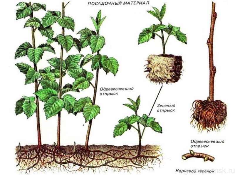 Instructions for propagating raspberries in summer by cuttings for beginner gardeners