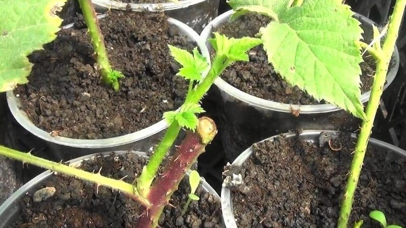 Instructions for propagating raspberries in summer by cuttings for beginner gardeners