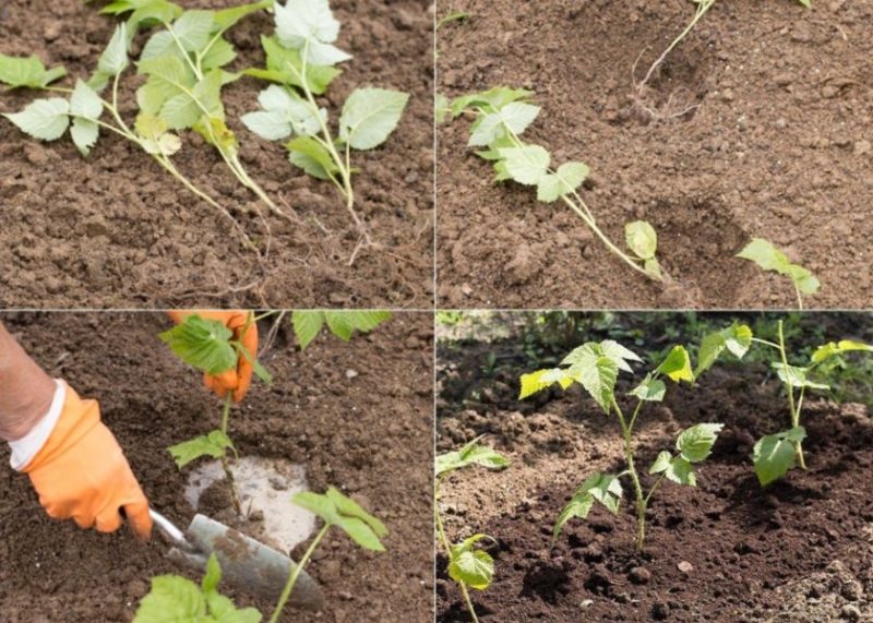 Anleitung zur Vermehrung von Himbeeren im Sommer durch Stecklinge für Anfänger