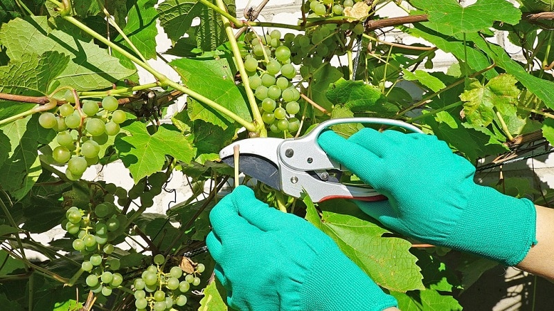 Um guia para poda de uvas em agosto na região de Moscou para viticultores iniciantes