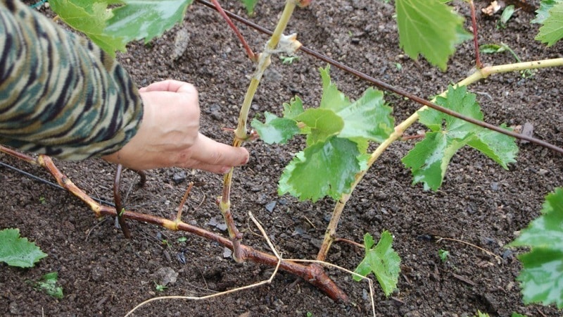 Una guida alla potatura dell'uva in agosto nella regione di Mosca per i viticoltori principianti