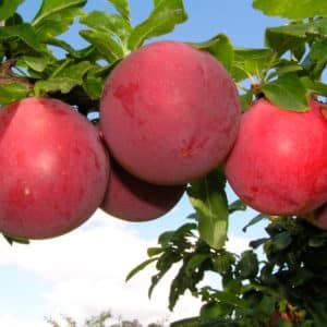 Ce qu'il y a de bien dans la variété de prune cerise July Rose et pourquoi elle vaut la peine de la cultiver