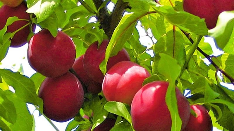 Ce qu'il y a de bien dans la variété de prune cerise July Rose et pourquoi elle vaut la peine de la cultiver