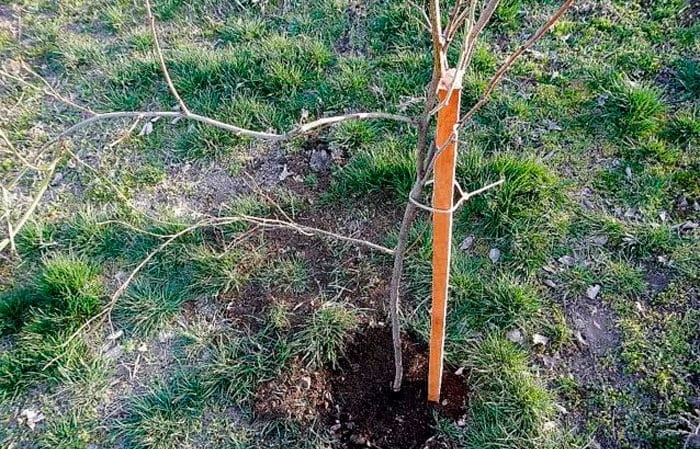 Što je dobro kod sorte šljive trešnje July Rose i zašto se isplati uzgajati