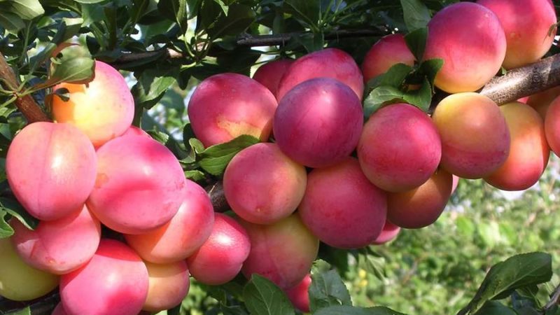 Què té de bo la varietat de pruna cirera July Rose i per què val la pena cultivar-la